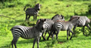 uganda wildlife safari