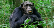 chimpanzee tracking