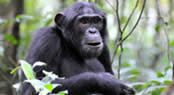 chimpanzee tour