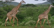 giraffes-in-uganda