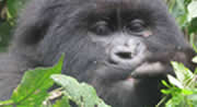 rwanda gorilla safari