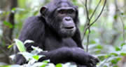 chimpanzee safari