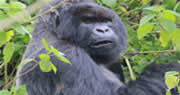 gorilla rwanda safari