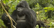 gorilla tracking trip