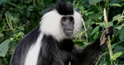 10 Day Rwanda gorilla expedition