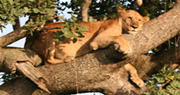 tree climbing lions