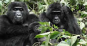 wildlife-lake-mburo