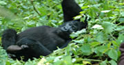 gorilla bwindi forest