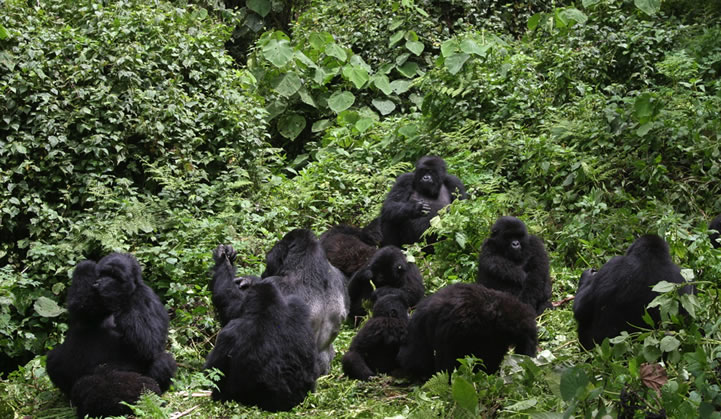 gorillas-in-the-jungle