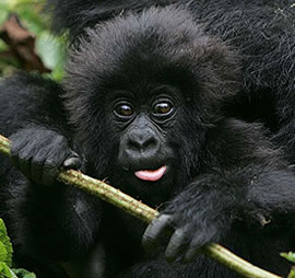 rwanda gorilla trekking tours