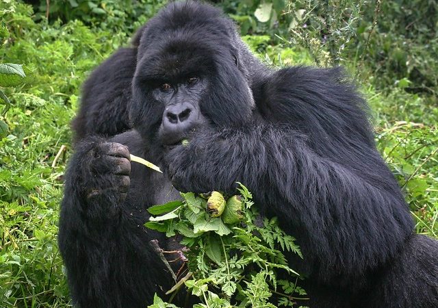 rwanda gorilla trekking tours