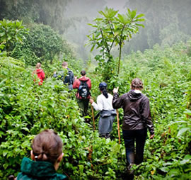 rwanda gorilla trekking tours