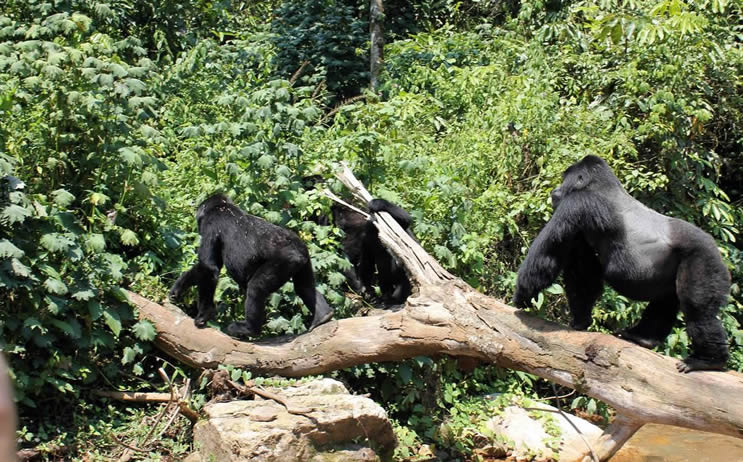 rwanda gorilla trekking tours
