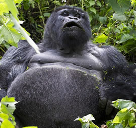 rwanda gorilla trekking tours