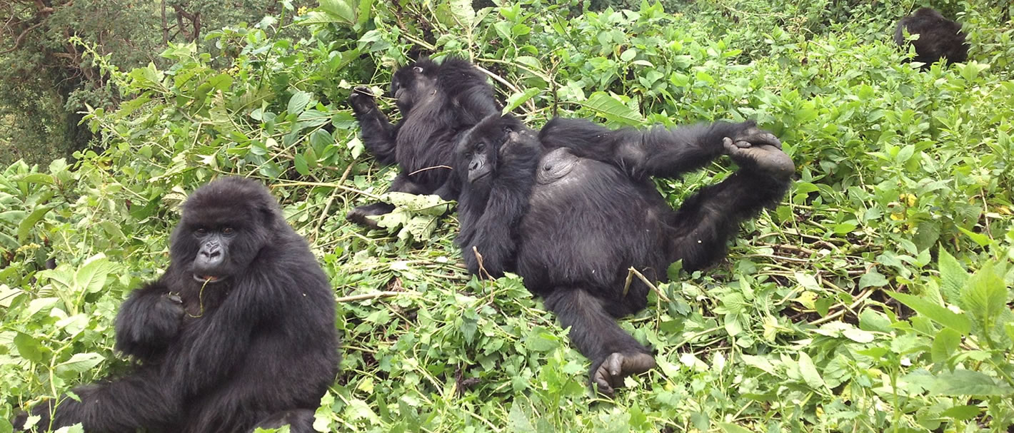 rwanda gorilla trekking tours