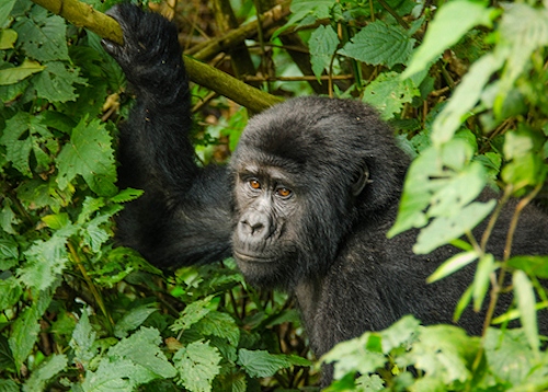 Gorilla Tracking in Uganda